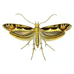/filer/webapps/moths/media/images/A/annulatella_Cerostoma_HT_Curtis-420.jpg