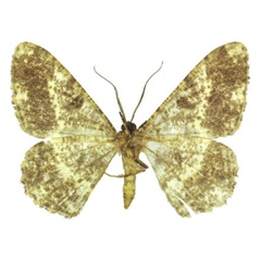 /filer/webapps/moths/media/images/M/milesi_Afroracotis_PTM_ANHRT_02b.jpg