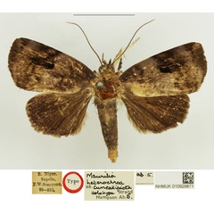 /filer/webapps/moths/media/images/C/cuneatipicta_Maurilia_HT_NHMUK.jpg