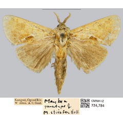 /filer/webapps/moths/media/images/S/stivafer_Metarbela_PTM_CMNH.jpg
