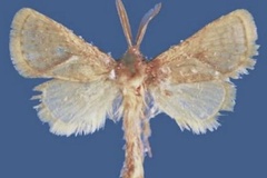 Lukeniana friederikebauerae