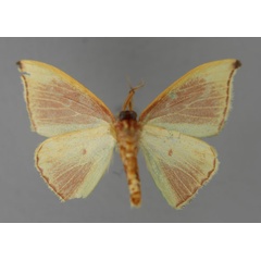 /filer/webapps/moths/media/images/M/madecassa_Chlorodrepana_PT_ZSM_02.jpg