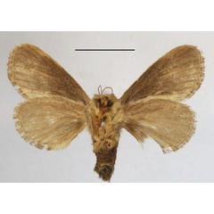 /filer/webapps/moths/media/images/H/hyperocha_Rhyptiera_A_MGCLb_01.JPG