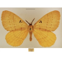 /filer/webapps/moths/media/images/B/bimaculata_Catajana_AM_TMSA_03.jpg