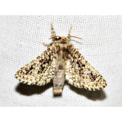 /filer/webapps/moths/media/images/G/guttifera_Teragra_A_Braun_01.jpg