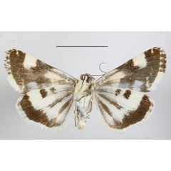 /filer/webapps/moths/media/images/L/lucida_Acontia_MGCLb_02.JPG