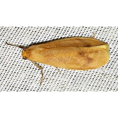 /filer/webapps/moths/media/images/R/rufeola_Hypagoptera_A_Braun_03.jpg