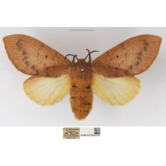 /filer/webapps/moths/media/images/S/sanguicincta_Leptometa_AF_NHMUK.jpg