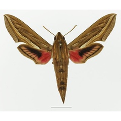 /filer/webapps/moths/media/images/C/celerio_Hippotion_AM_Basquin_02a.jpg