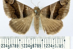 Dysgonia derogans