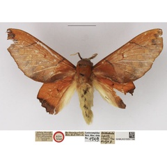 /filer/webapps/moths/media/images/O/obusta_Opisthodontia_AT_NHMUK.jpg
