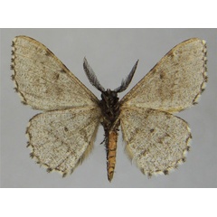 /filer/webapps/moths/media/images/C/coryphocycla_Hypomecis_AM_ZSMb.jpg