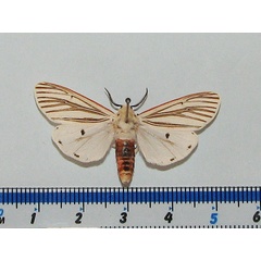 /filer/webapps/moths/media/images/M/moloneyi_Aloa_A_Goff_02.jpg