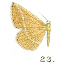 /filer/webapps/moths/media/images/P/pulverea_Obolcola_HT_Prout_17-23.jpg
