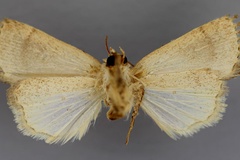 Athetis morbidensis