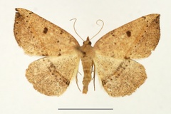 Pareclipsis distolochorda