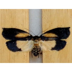 /filer/webapps/moths/media/images/I/inventrix_Ommattohelxis_A_Poltavsky.jpg