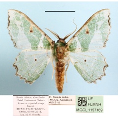 /filer/webapps/moths/media/images/F/fuscithorax_Victoria_A_MGCLa_01.jpg