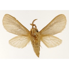 /filer/webapps/moths/media/images/I/inconspicua_Metarctia_HT_USNM_02.jpg