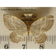 /filer/webapps/moths/media/images/C/costalis_Hydrelia_A_OUMNH.jpg