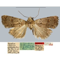 /filer/webapps/moths/media/images/P/postdentata_Caradrina_HT_MNHN.jpg