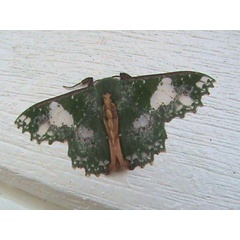 /filer/webapps/moths/media/images/P/perornata_Victoria_A_Guyonnet.jpg