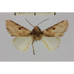 /filer/webapps/moths/media/images/I/iridoplitis_Volazaha_AM_MNHNa.jpg