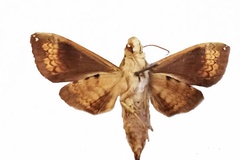 Antinephele muscosa