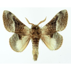 /filer/webapps/moths/media/images/A/affinis_Schausinna_AM_Basquin_03.jpg