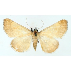 /filer/webapps/moths/media/images/L/lioperas_Egnasia_AF_TMSA_02.jpg