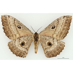 /filer/webapps/moths/media/images/T/terrali_Gynanisa_AT_RBINSb.jpg