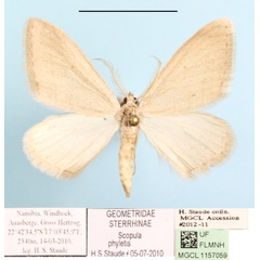 /filer/webapps/moths/media/images/P/phyletis_Scopula_A_MGCLa_01.JPG