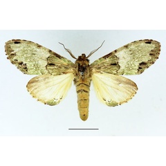 /filer/webapps/moths/media/images/C/chlorochroa_Chlorochadisra_AM_Basquin.jpg