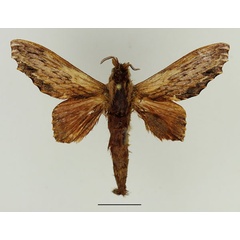 /filer/webapps/moths/media/images/O/occidentale_Filiola_AM_Basquin_01.jpg