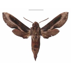 /filer/webapps/moths/media/images/I/improvisa_Theretra_AM_EMEM_03.jpg