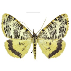 /filer/webapps/moths/media/images/A/albertina_Rhodochanna_PTM_ZSM.jpg