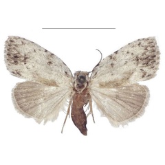 /filer/webapps/moths/media/images/M/magnisignata_Ezishnola_PTF_ANHRT.jpg