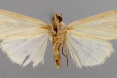 Mythimna pseudotacuna
