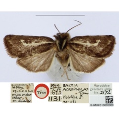 /filer/webapps/moths/media/images/A/acrophylax_Saltia_HT_BMNH_f5V5XKq.jpg