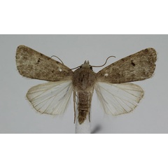 /filer/webapps/moths/media/images/A/atriluna_Caradrina_A_JMonks_02.jpg