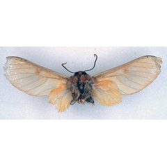 /filer/webapps/moths/media/images/H/herona_Balacra_HT_BMNH_02.jpg