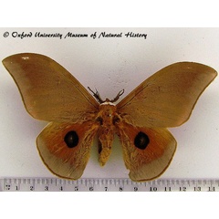 /filer/webapps/moths/media/images/E/epithyrena_Pseudobunaea_AM_OUMNH_01.jpg