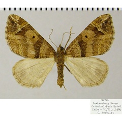 /filer/webapps/moths/media/images/S/spatiosata_Piercia_AF_ZSM.jpg