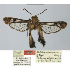 /filer/webapps/moths/media/images/C/congoana_Melittia_HT_MNHN.jpg