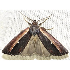 /filer/webapps/moths/media/images/D/divisa_Ramesodes_A_Braun_01.jpg