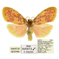 /filer/webapps/moths/media/images/S/smithi_Palaeugoa_PTM_ANHRT.jpg