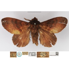/filer/webapps/moths/media/images/A/audea_Eutricha_STM_NHMUK.jpg