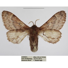 /filer/webapps/moths/media/images/F/fuscofasciata_Anadiasa_AF_TMSA.jpg