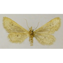 /filer/webapps/moths/media/images/T/tineigidiata_Idaea_HT_ZSMb.jpg