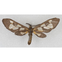 /filer/webapps/moths/media/images/T/trichaetiformis_Thyretes_HT_NHMW_02_TMU20EC.jpg